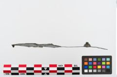 Foto von Bronzegürtelblech (NHMW-PRAE-024736)